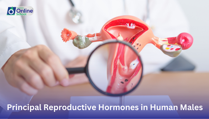 Lesson 02: Principal Reproductive Hormones in Human Males